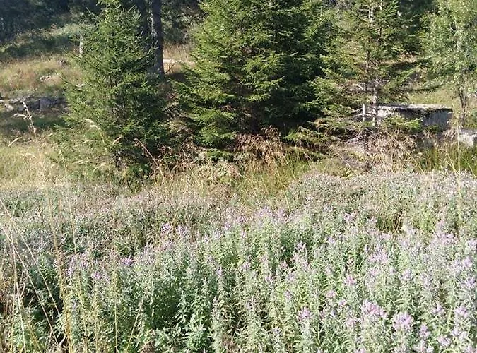 Lägenhet апартамент,студио милка 17,в х росица, за и туризъм,целогодишно *