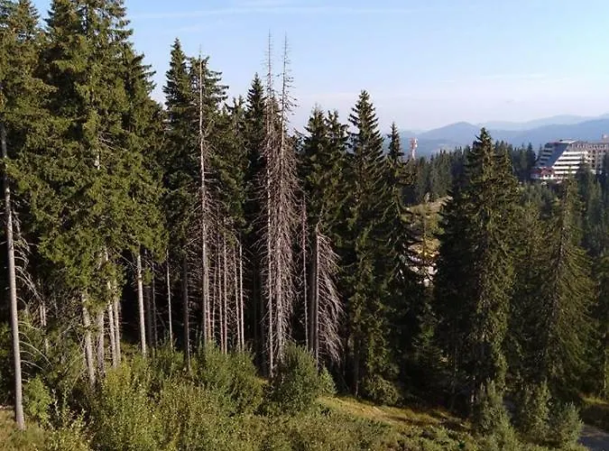 апартамент,студио милка 17,в х росица, за и туризъм,целогодишно Lägenhet Pamporovo